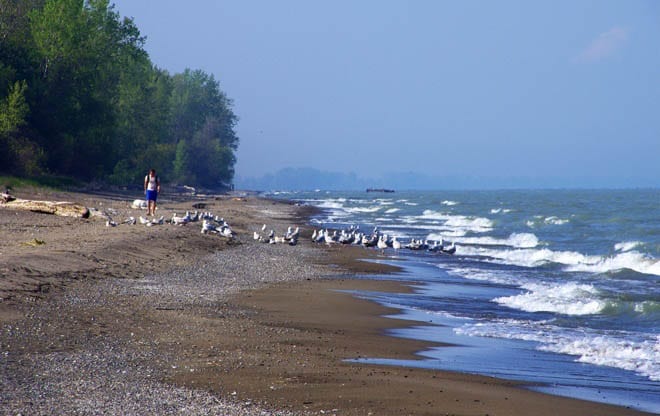 A Spring Trip To Point Pelee National Park Beach And Gulls