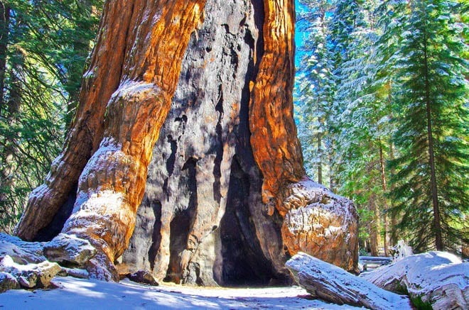 "The bottom of the Grizzly Giant - the largest tree in the park with a 96 foot circumference and an age of about 1,800 years"