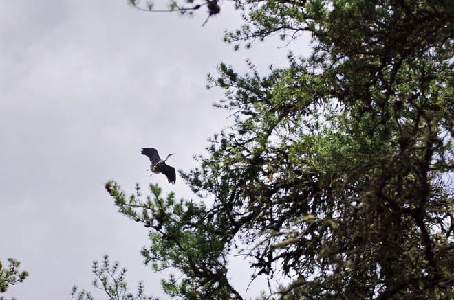 "We stumbled across a Great Blue Heron Rookery along the trail - and saw about 10 of the birds flying around"