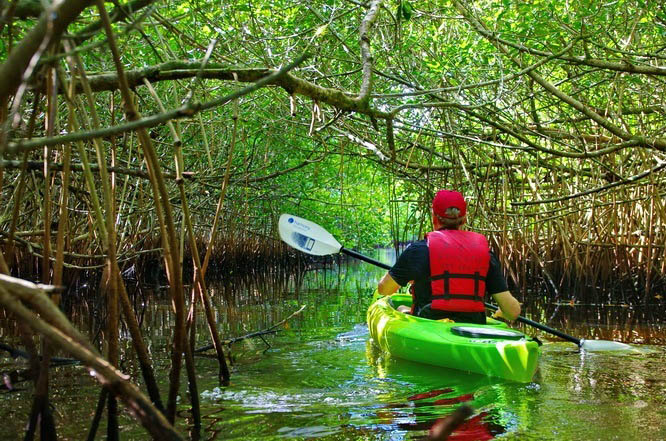 Kayaking through the mangrove trees on the Turner River in Florida