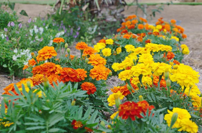 Rows of colourful, edible marigolds