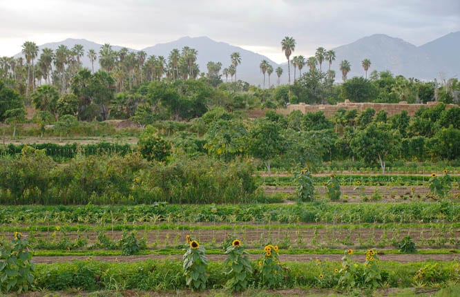 Looking out from the mango orchard - Flora Farm, Mexico