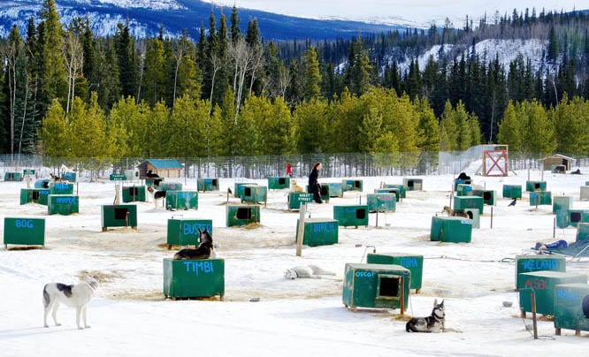 Mush Like a Local: Dogsledding in the Yukon