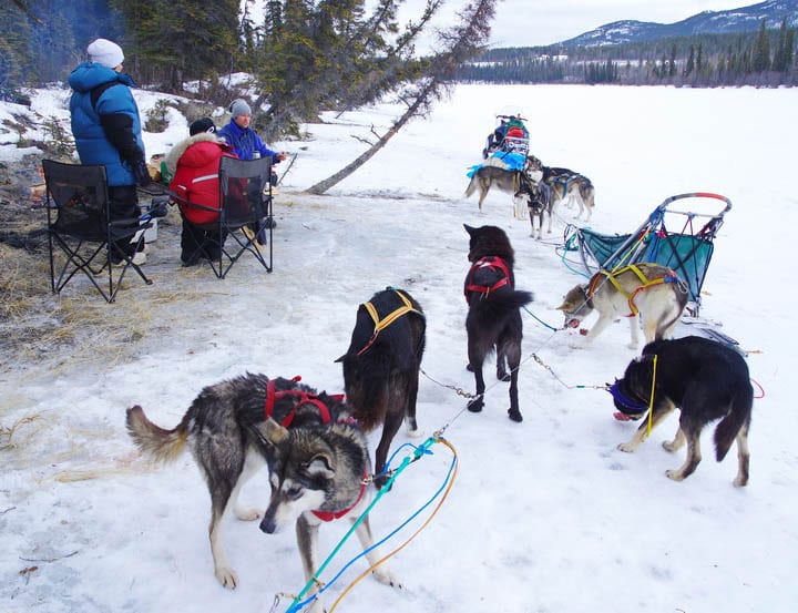 Mush Like a Local: Dogsledding in the Yukon