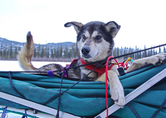 Mush Like a Local: Dogsledding in the Yukon