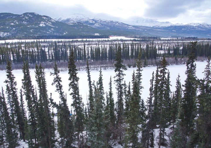 Mush Like a Local: Dogsledding in the Yukon