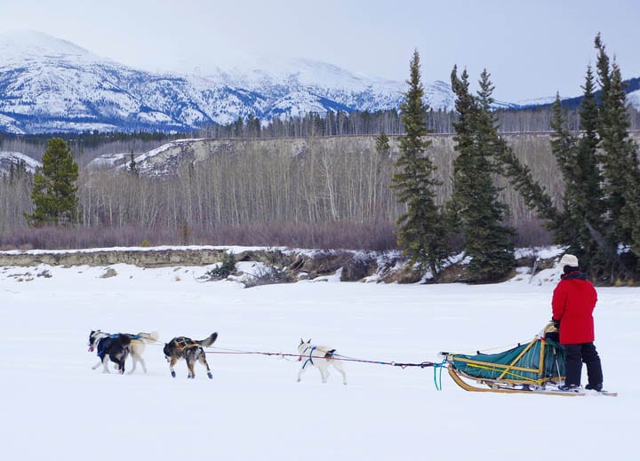 Mush Like a Local: Dogsledding in the Yukon