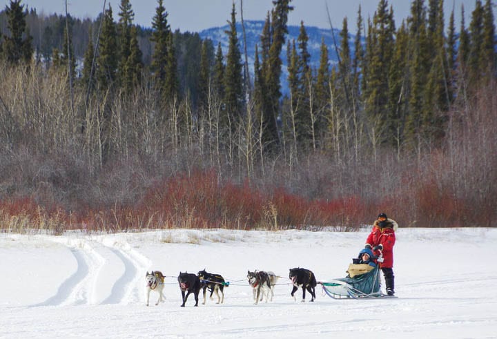 Mush Like a Local: Dogsledding in the Yukon