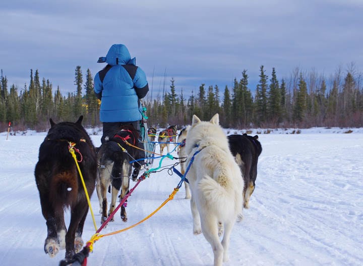 Mush Like a Local: Dogsledding in the Yukon