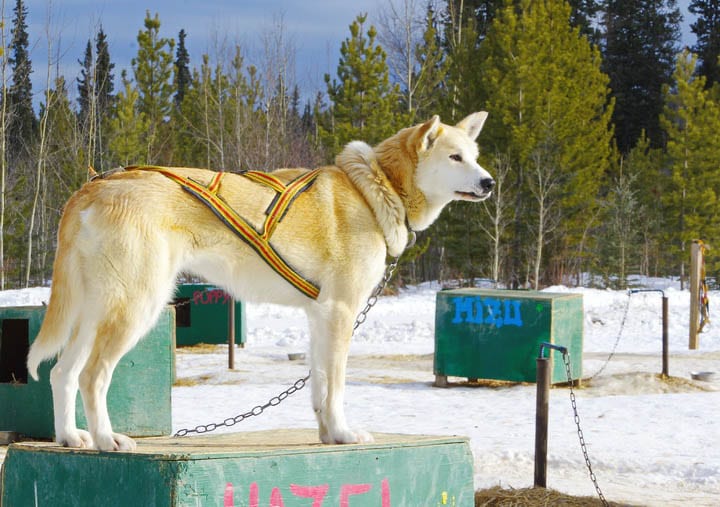 Mush Like a Local: Dogsledding in the Yukon