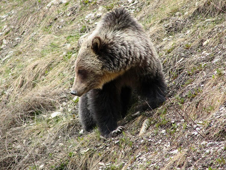 Can Hiking With a Grizzly Bear Expert Make the Wild Cool Again?