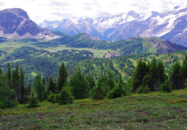 5 Hikes with the Best Views in the Alberta Rockies