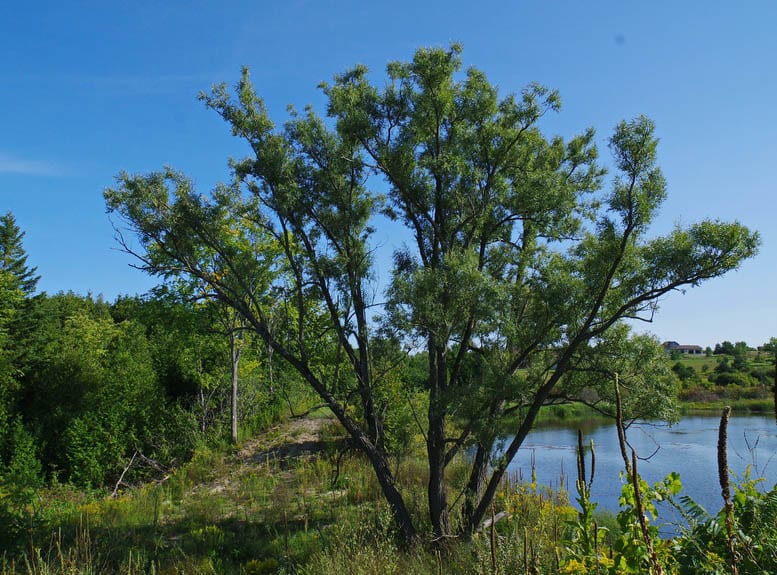 A Hike on the Northumberland Section of the Ganaraska Trail