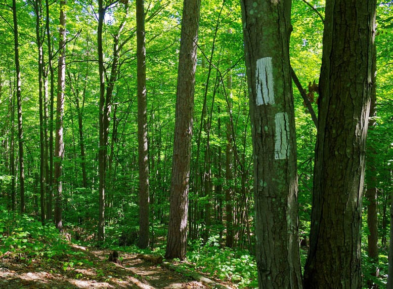 An Easy Hike on the Oak Ridges Moraine Trail