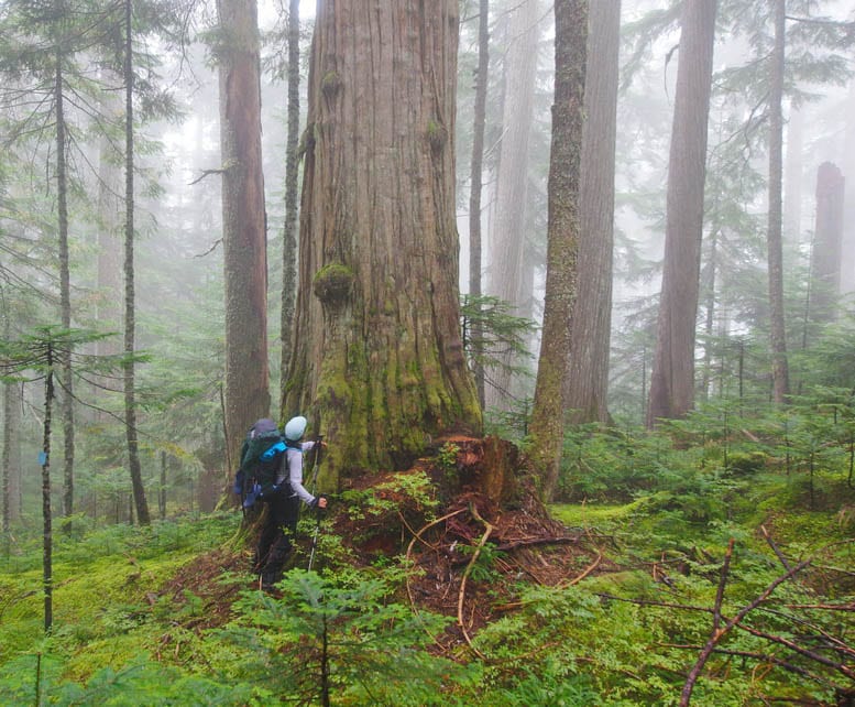 Backpacking the Sunshine Coast Trail: Mt. Troubridge to Saltery Bay