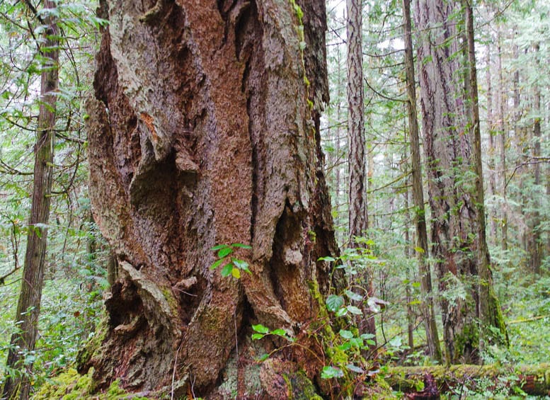 Backpacking the Sunshine Coast Trail: Sarah Point to Powell River