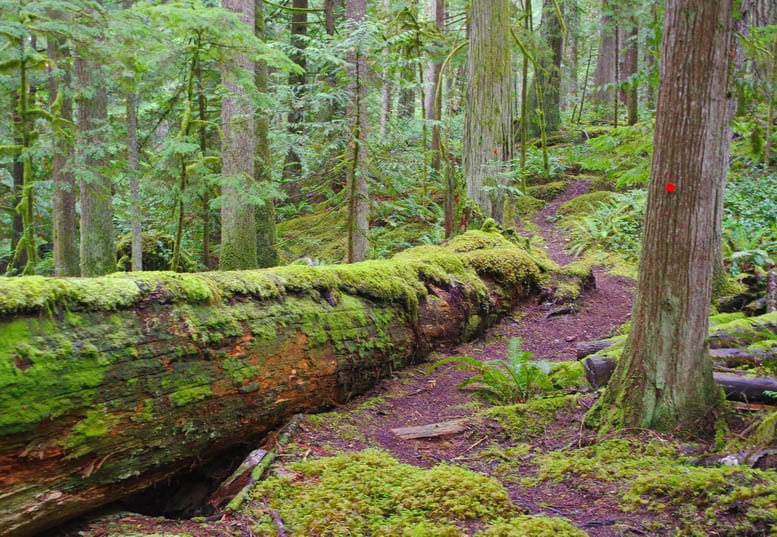 Backpacking the Sunshine Coast Trail: Sarah Point to Powell River