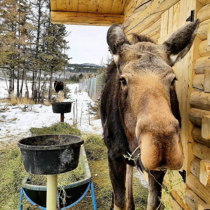 A Winter Holiday in the Yukon - Why You Need to Go