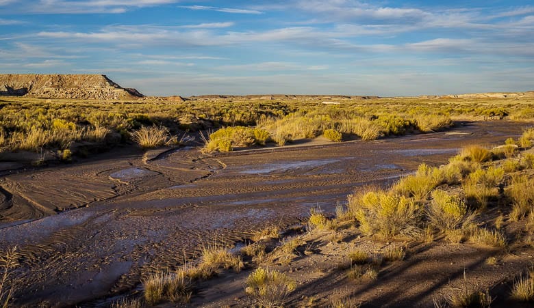 Discover the Beauty of Petrified Forest National Park in 17 Photos
