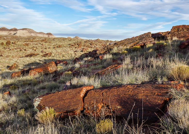 Discover the Beauty of Petrified Forest National Park in 17 Photos