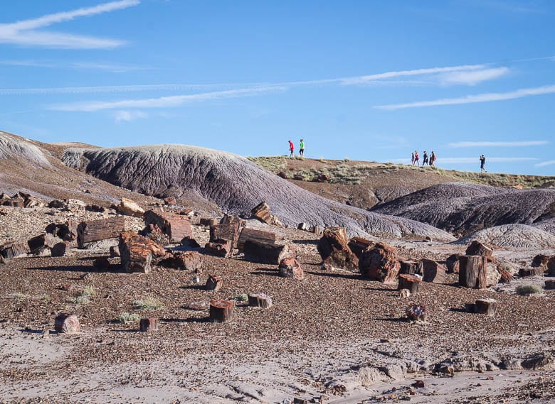 Discover the beauty of Petrified Forest National Park in 17 Photos