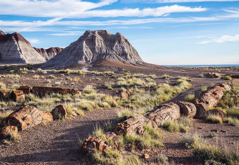Discover the beauty of Petrified Forest National Park in 17 Photos