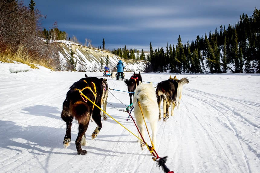 Dogsledding in the Yukon - best place I've ever done it
