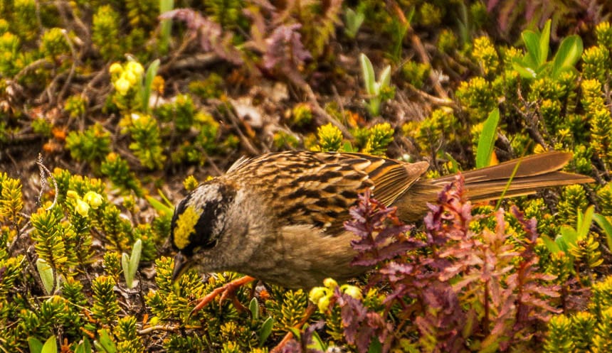Yellow crowned sparrow on Parker Ridge