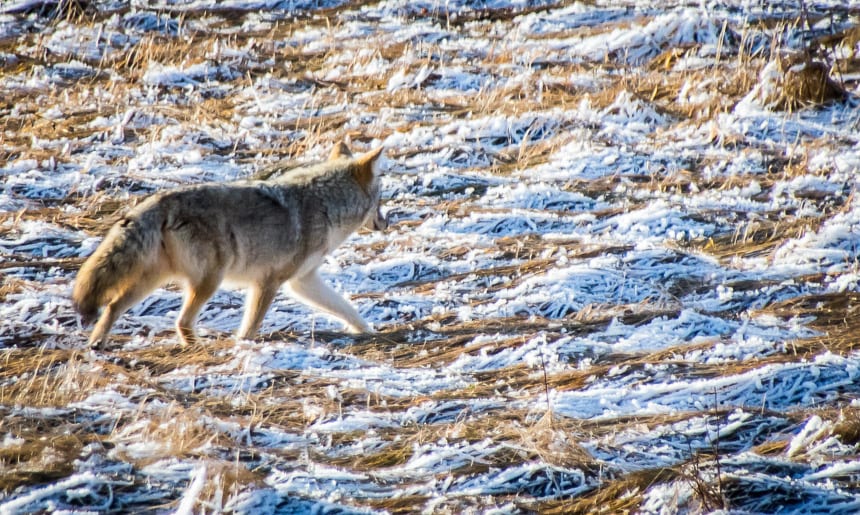 Cypress Hills, Alberta: An Affordable, Fun Winter Playground