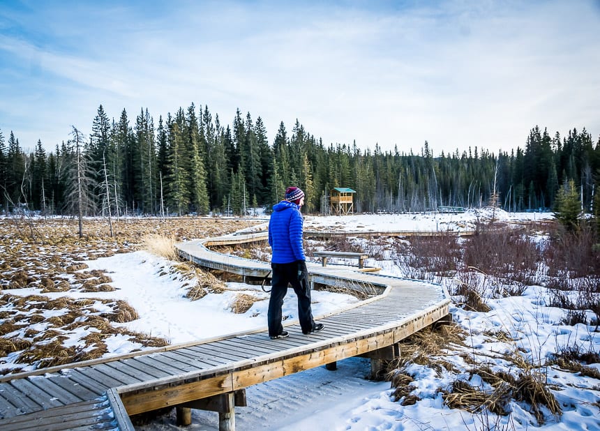 The Beaver Boardwalk in Hinton, Alberta links up with an extensive network of hiking, cross-country and snowshoe trails
