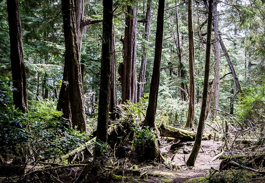 You can go for a walk in the forest on Clark Island and end up at a pocket beach - Broken Island Group, BC