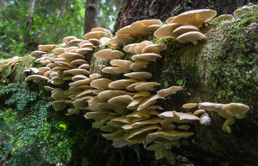 A Four Day Hiking Trip on the Juan de Fuca Trail
