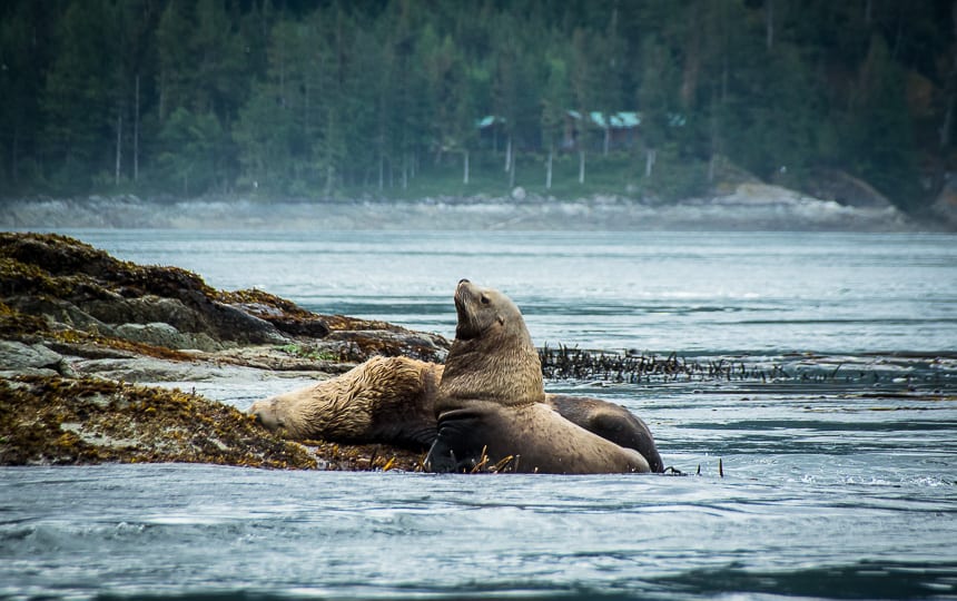 Looking for Wild on a Campbell River Marine Wildlife Tour
