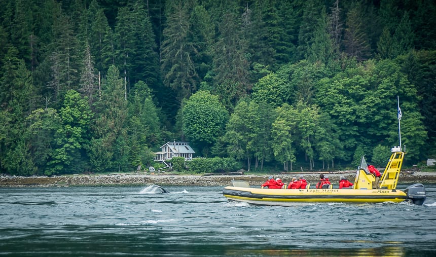 Looking for Wild Things on a Campbell River Marine Wildlife Tour