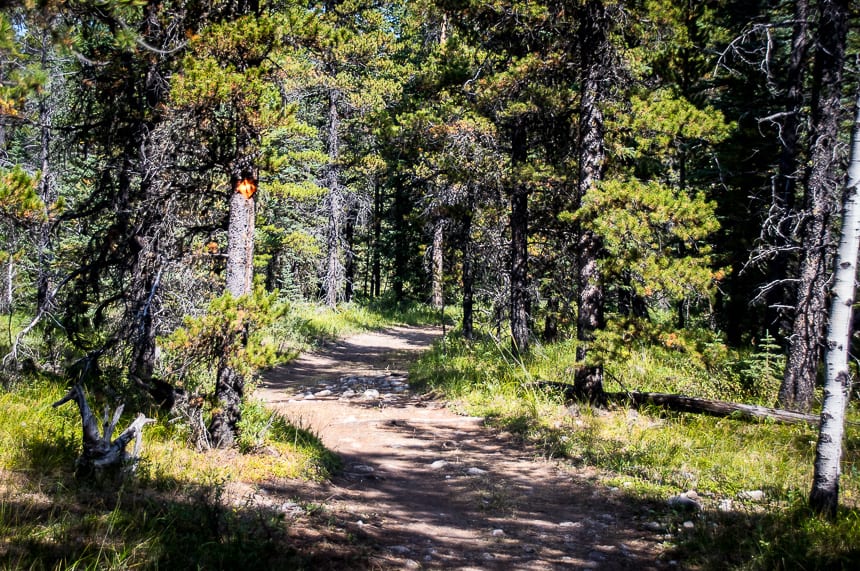 The Fabulous Forgetmenot Ridge Hike in Kananaskis Country