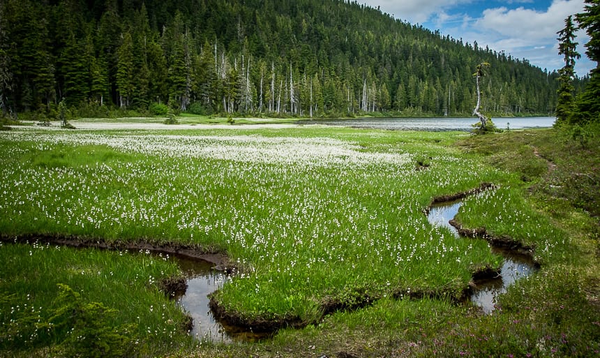 The Kwai Lake Loop Hike in Strathcona Provincial Park