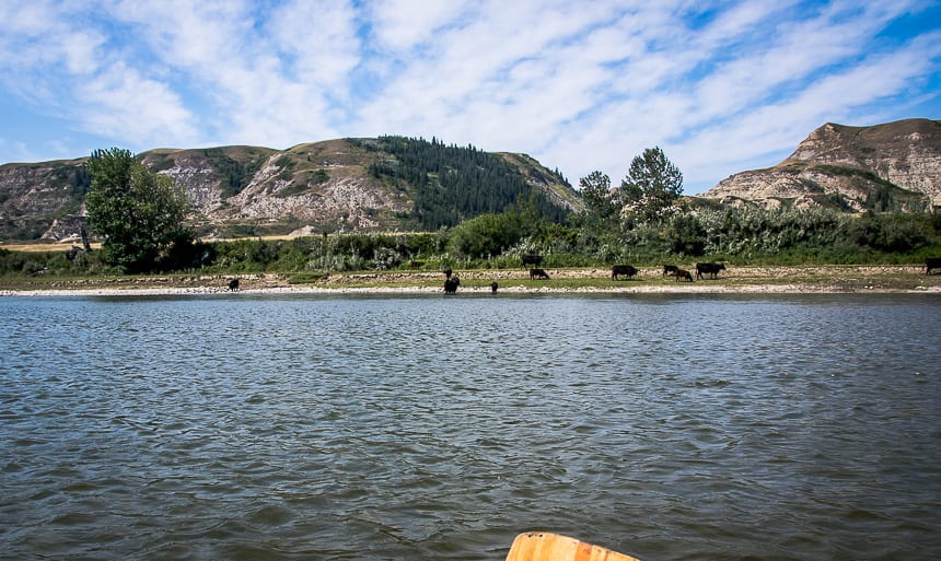 A Weekend Canoe Trip on the Red Deer River
