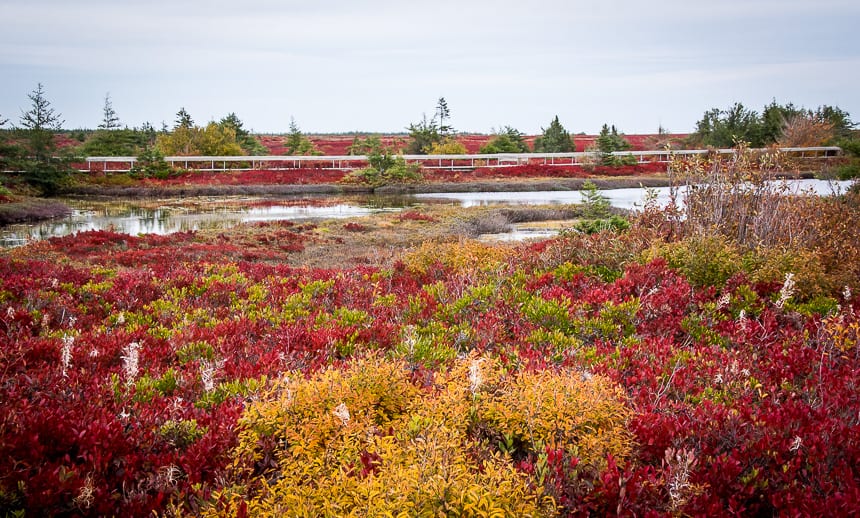 Destination Miscou Island for Fall Colours
