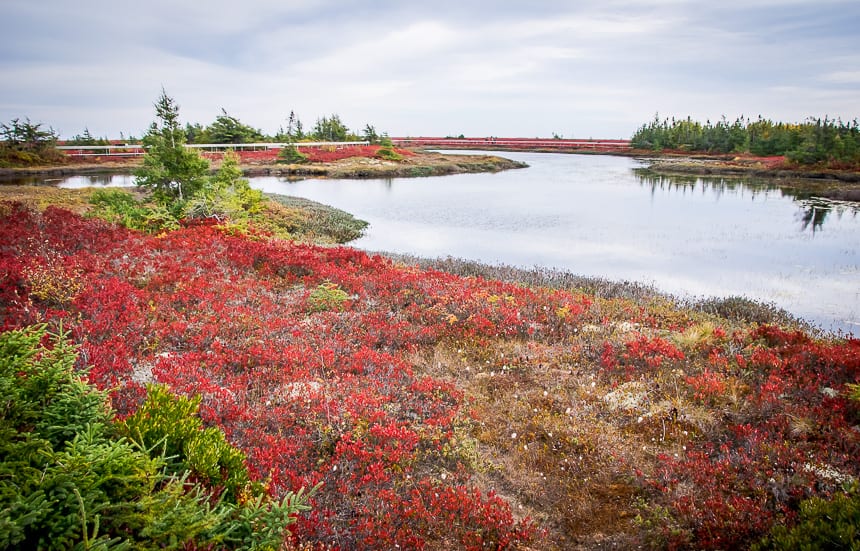 Destination Miscou Island for Fall Colours
