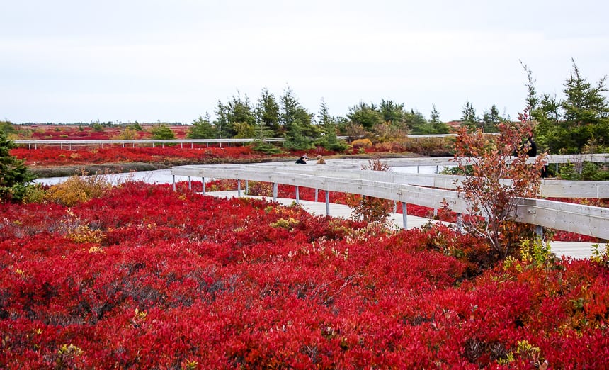Destination Miscou Island for Fall Colours