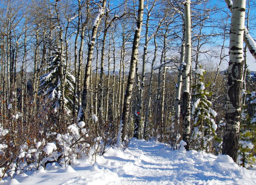 5 Easy Winter Walks Within 40 Minutes of Calgary