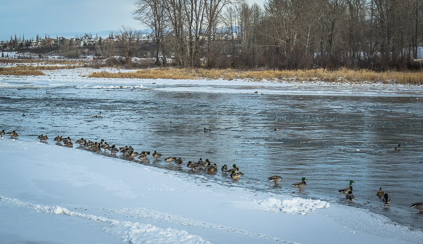 5 Easy Winter Walks Within 40 Minutes of Calgary