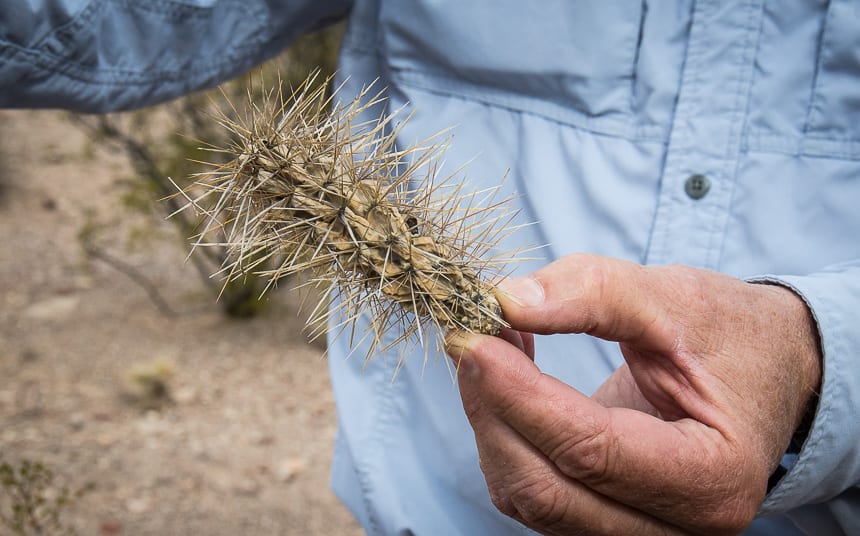 Do not go near the cholla cactus