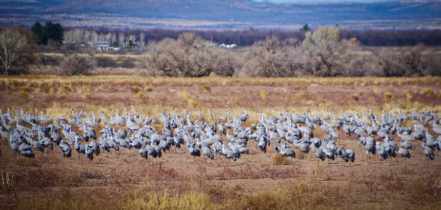 A Trip to see Sandhill Cranes in southern Arizona