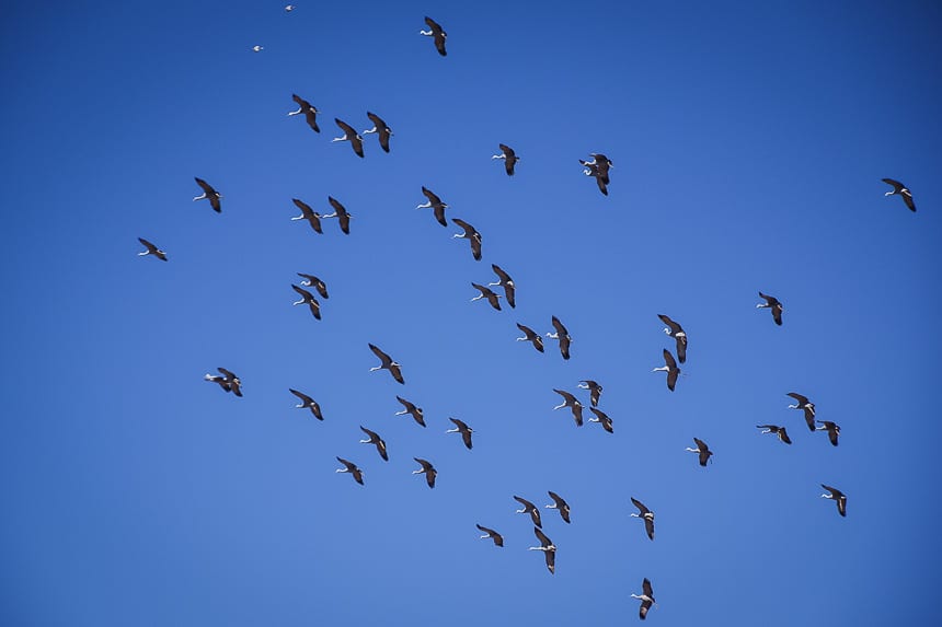 Catching the Sandhill Crane Migration at Whitewater Draw