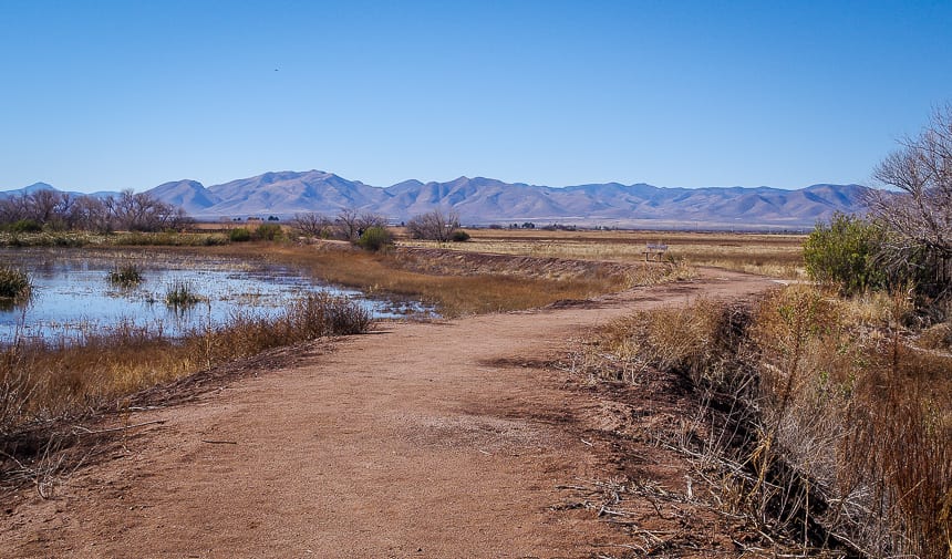 A Trip to see Sandhill Cranes in southern Arizona
