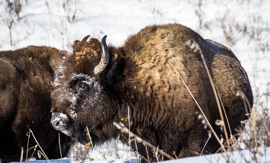 What to do on a Winter Trip to Riding Mountain National Park