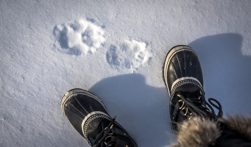 What to do on a Winter Trip to Riding Mountain National Park