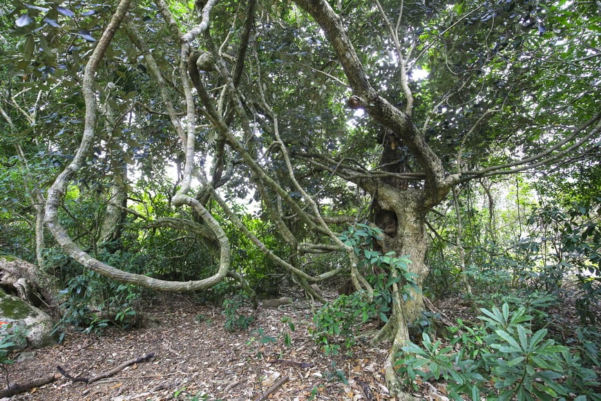 Hong Kong's Great Outdoors