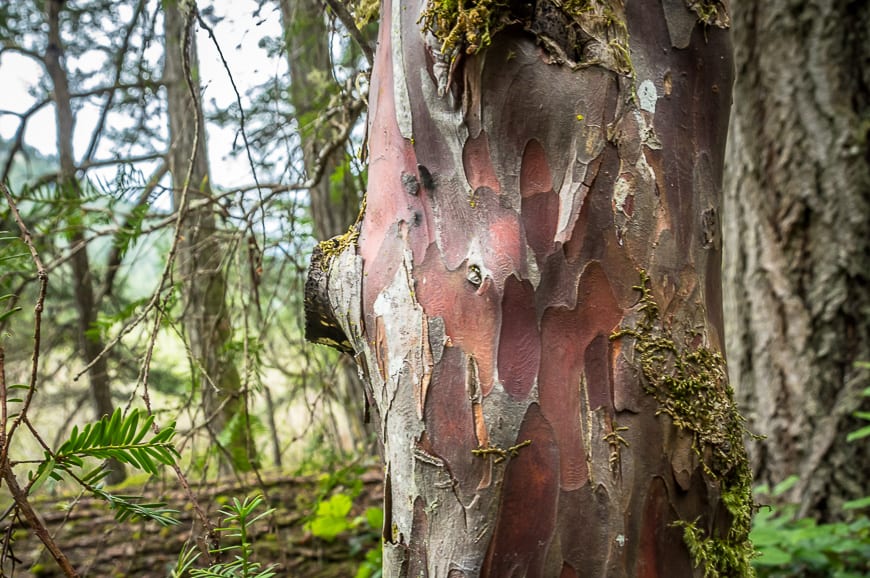 Hiking in Victoria BC - A Couple of the Must Do Trails